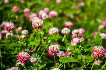 Pink clover flowers in the field. Summer Flower Background.