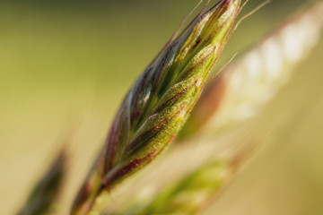 spike grass growing in a field