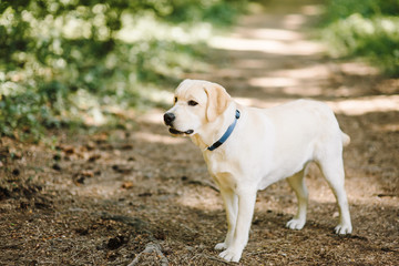 labrador retriever dog walking in park