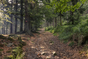 Sonneneinfall am Wanderweg
