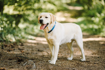 labrador retriever dog walking in park