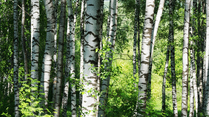Fototapeta premium summer in sunny birch forest