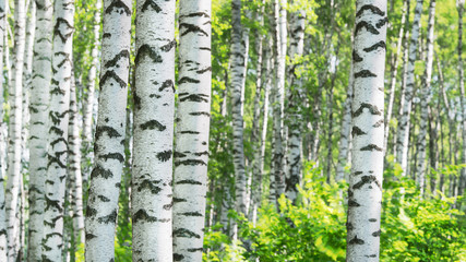 summer in sunny birch forest