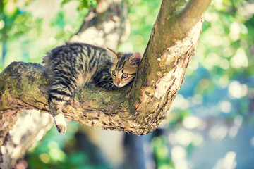 The cute little kitten lies on a tree branch in the garden