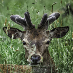 Red Deer