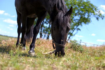 Fototapeta premium A horse is grazing in a meadow.