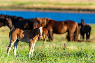 Foal and wild horses graze in the sunlit meadow