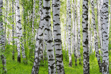 summer in sunny birch forest