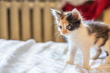 Little funny kitten at home.