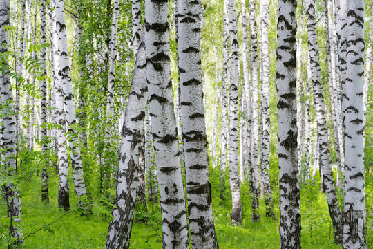 Fototapeta summer in sunny birch forest