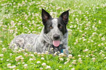 Naklejka na ściany i meble Black and white Texas Heeler dog lying in a sunny patch of clover, looking at the viewer