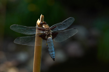 Libellula depressa (broad-bodied chaser)