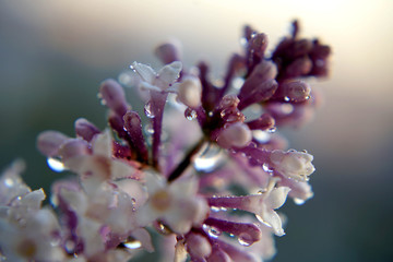  Lilac