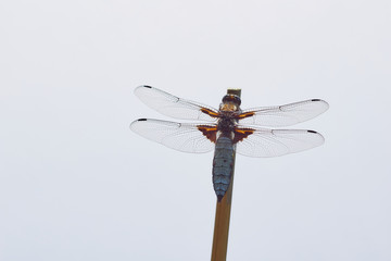 Libellula depressa (broad-bodied chaser)