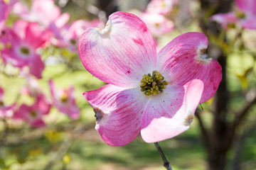 Fototapeta na wymiar Close-up of dogwood tree blossom at springtime in park.