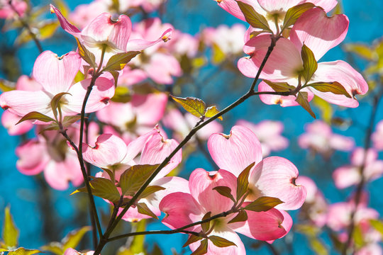 Dogwood tree blossom at springtime in park. Spring natural background.