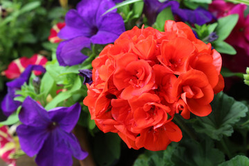 Beautiful vibrant summer bedding plants: Red Geranium and deep purple Petunia flowers.