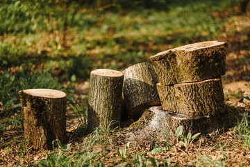 Fototapeta premium A pile of cut tree trunks giving a nice view of the concentric year rings.Pile of wood logs storage