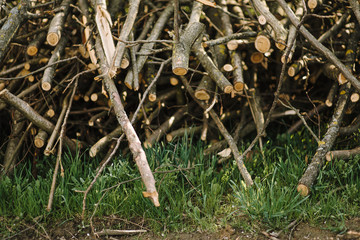 A pile of cut tree trunks giving a nice view of the concentric year rings.Pile of wood logs storage