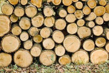 A pile of cut tree trunks giving a nice view of the concentric year rings.Pile of wood logs storage