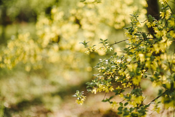 Spring color background. Beautiful nature scene with a flowering tree. Sunny day. Spring flowers. Beautiful garden. Abstract blurred background
