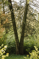 crown of the tree. Forest, food branch and green foliage. Outdoor nature park landscape background.