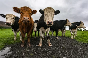 Papier Peint photo Lavable Vache Rural Ireland farmland landscape of Cattle grazing in a field, overcast cloudy skies