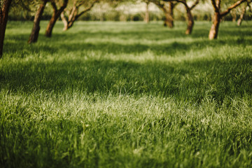 crown of the tree. Forest, food branch and green foliage. Outdoor nature park landscape background.