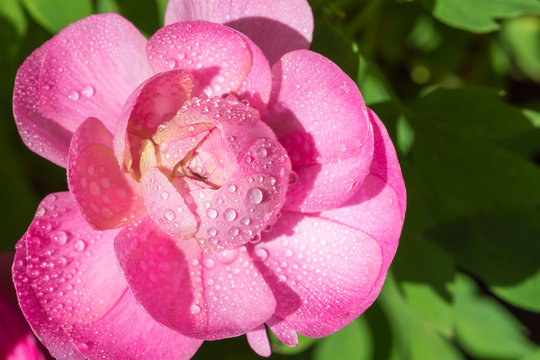 Pink peony flower after rain in the garden