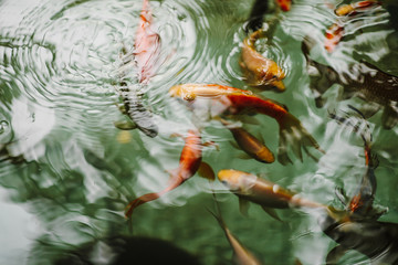 Beautiful goldfishes in pond