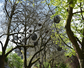 Twig balls in trees