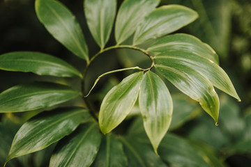 Nature view of a green leaf in the garden. Natural green plants, using as a background or wallpaper concept.