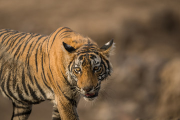 Fototapeta na wymiar A male tiger cub after having the sambar deer kill at Ranthmbore National Park