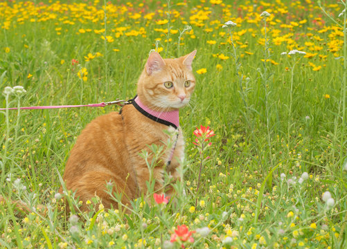 Orange tabby cat on leash, on a sunny spring meadow with wildflowers