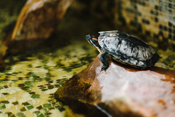 Obraz premium Beautiful turtle on the stone