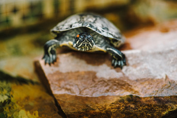 Beautiful turtle on the stone