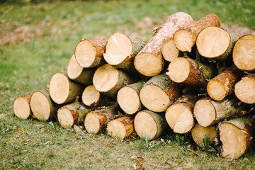 A pile of cut tree trunks giving a nice view of the concentric year rings.Pile of wood logs storage