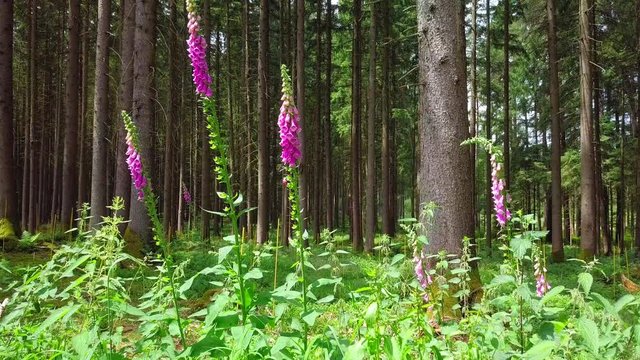 Ritterspron im Wald