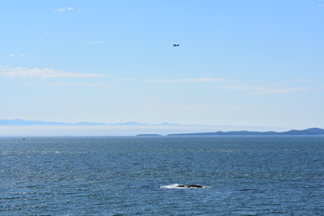 Small plane over the ocean