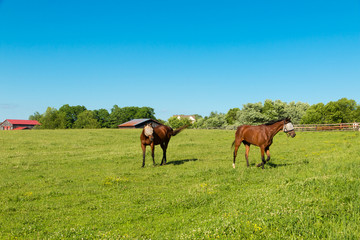 Fototapeta na wymiar Horses wearing the fly masks at green pastures of horse farms.