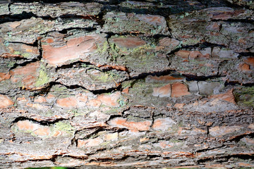 Bark of a coniferous tree.
