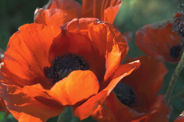 Beautiful Poppy 