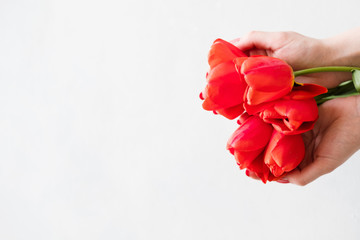 red tulips on white background. beautiful spring flower bouquet. hands holding floral composition. copy space concept