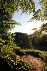 Wald Weg , Konzept Baumbestattungen, Waldfriedhof,  Bestattung im Wald