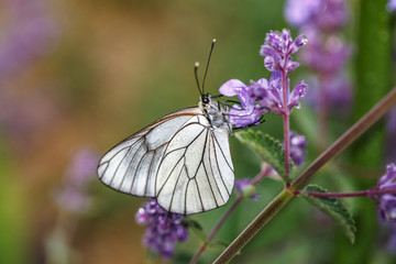 Closeup white butterfly Aporia crataegi on purple flower Nepeta faassenii Six Hills Giant