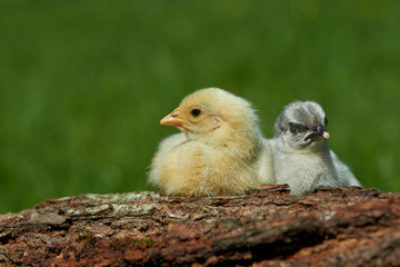 Chickens in spring outdoors