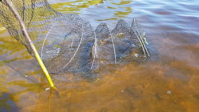 A mesh with a caught fish in the river. sport fishing. fishing for feeder
