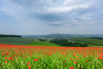 Poppy field panorama