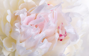 Close-up of a white peony revealing its patterns, textures, and details. Shallow depth of field, macro
