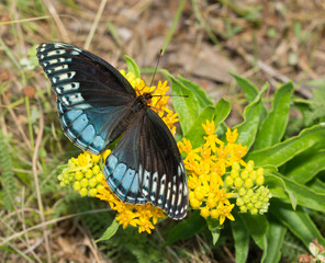 Female Diana Fritillary, Speyeria diana, feeding on yellow butterflyweed